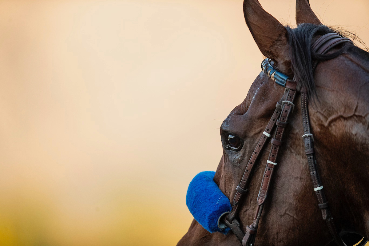 Jeff Siegel: What You Need To Know - Santa Anita | Saturday, October 14 ...